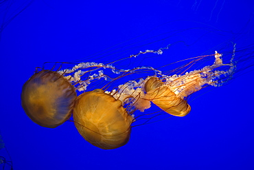 Sea nettle (Chrysaora fuscescens), Monterey Bay Aquarium, California, United States of America, North America