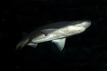 Sevengill shark (Notorynchus cepedianus) in captivity, California, United States of America, North America