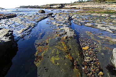 Tide pools at Point Lobos National Park, California, United States of America, North America