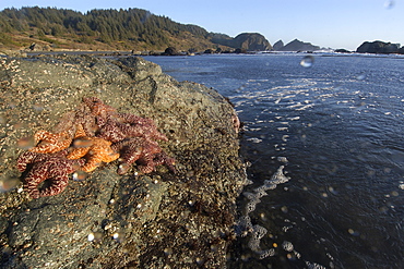 Purple ochre sea star (Pisaster ochraceus) at Lone Ranch Beach, Oregon, United States of America, North America