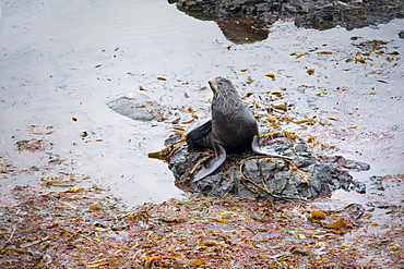 Fur Seal. Bearing Island, Russia