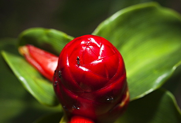 Macro shot, flower bud and ants, Khao Sok National Park.   Surat Thani, Thailand, South-East Asia, Asia