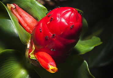 Macro shot, flower bud and ants, Khao Sok National Park.   Surat Thani, Thailand, South-East Asia, Asia