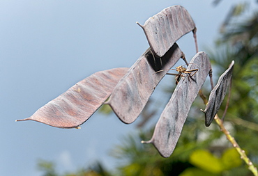 Macro shot, been pods and bug, Khao Sok National Park.   Surat Thani, Thailand, South-East Asia, Asia