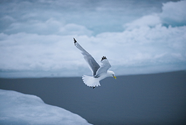 Kittywake (Larus tridactyla). Longyearbyen, Moffen Islands, South ice sheets, Svalbard, Norway        (rr)