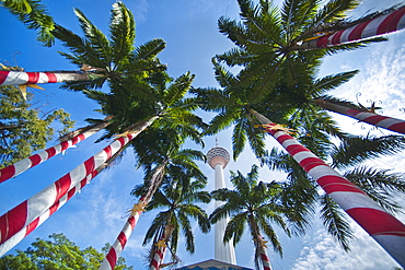 Kuala Lumpur Tower (Menara Kuala Lumpur, KL Tower), palm trees, 421m. Kuala Lumpur, Selangor, Malaysia, Asia