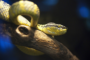 Wagler's Pit Viper, snake, Wildlfie display at the KL Tower.  Kuala Lumpur, Selangor, Malaysia, Asia