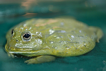 Toad, Wildlife display at the KL Tower.  Kuala Lumpur, Selangor, Malaysia, Asia