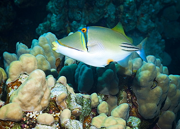 Picassofish (Rhinecanthus Assasi) Under water , diving, Hurghada, Red Sea, Egypt, Africa.