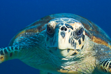 Hawksbill Turtle (Eretmochelys imbricata) Under water , diving, Hurghada, Red Sea, Egypt, Africa.