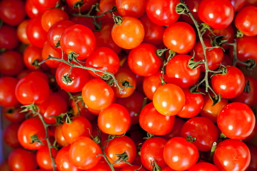 Tomatoes for sale at the Sunday morning market, Pollenca, Tramuntana, Mallorca, Balearic Islands, Spain, Europe