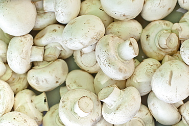 Mushrooms for sale at the Sunday morning market, Pollenca, Tramuntana, Mallorca, Balearic Islands, Spain, Europe