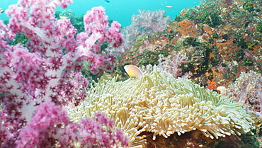 Pink Dendronephthya, soft coral, and anemonefish, Southern Thailand, Andaman Sea, Indian Ocean, Asia