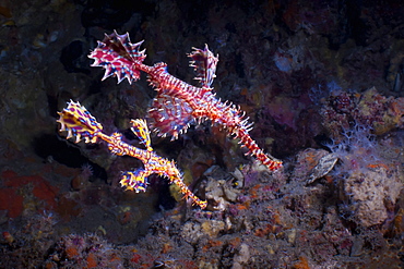 Harlequin Ghost Pipefish, (Solenostomus paradoxus),  Southern Thailand, Andaman Sea, Indian Ocean, Asia