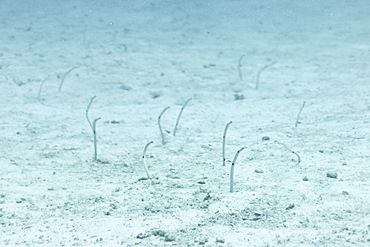 Spotted Garden Eel (Heteroconger hassi), Southern Thailand, Andaman Sea, Indian Ocean, Asia