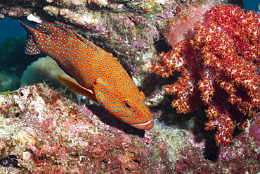 Coral Hind, (cephalopholis), Southern Thailand, Andaman Sea, Indian Ocean, Asia