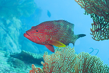 Coral Hind (cephalopholis), Southern Thailand, Andaman Sea, Indian Ocean, Asia