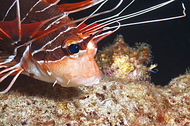 Scorpionfish (white-lined lionfish), (Pterois radiata), Southern Thailand, Andaman Sea, Indian Ocean, Asia