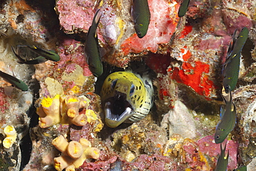 Spot-face moray (Gymnothorax fimbriatus), Southern Thailand, Andaman Sea, Indian Ocean, Asia