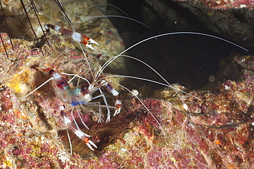 Banded boxer shrimp (Stenopus tenuirostris), Southern Thailand, Andaman Sea, Indian Ocean, Asia