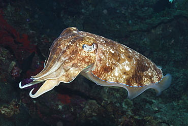 Broadclub cuttlefish (Sepia Latimanus), Southern Thailand, Andaman Sea, Indian Ocean, Southeast Asia, Asia