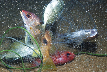 Striped snapper (Lutjanus) caught in fishing net, Southern Thailand, Andaman Sea, Indian Ocean, Southeast Asia, Asia