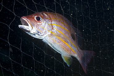 Striped snapper (Lutjanus) caught in fishing net, Southern Thailand, Andaman Sea, Indian Ocean, Southeast Asia, Asia