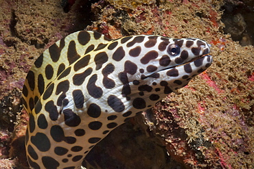 Spotted moray (Gymnothorax isingteena), SouthernThailand, Andaman Sea, Indian Ocean, Southeast Asia, Asia