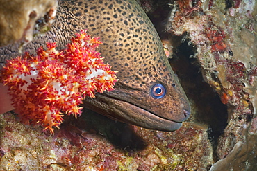 Giant moray eel (Gymnothorax javanicus), Southern Thailand, Andaman Sea, Indian Ocean, Southeast Asia, Asia