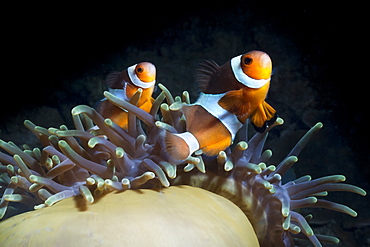 Western clown anemonefish (Amphiprion Ocellaris) and sea anemone (Heteractis magnifica), Southern Thailand, Andaman Sea, Indian Ocean, Southeast Asia, Asia