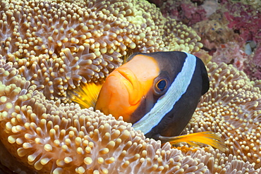 Clark's anemonefish (Amphiprion clarkii), Southern Thailand, Andaman Sea, Indian Ocean, Southeast Asia, Asia