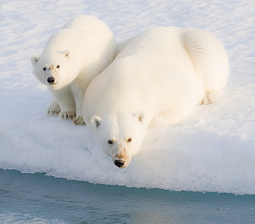 Two Polar Bears (Ursus maritimus). Longyearbyen, Svalbard, Norway