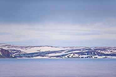 Polar Bears and cubs (Ursus maritimus). Longyearbyen, Svalbard, Norway