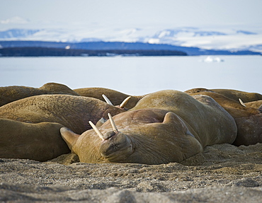 Walrus (Odobenus rosmarus), Rookery, Haul Out, Colony. Longyearbyen, Svalbard, Norway