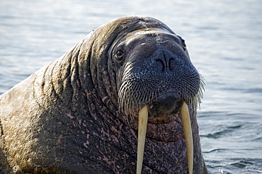 Walrus (Odobenus rosmarus), Rookery, Haul Out, Colony. Longyearbyen, Svalbard, Norway