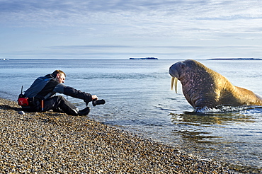 Walrus (Odobenus rosmarus), Rookery, Haul Out, Colony, man, photography. Longyearbyen, Svalbard, Norway