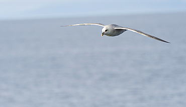 Sladie Back Gull. Longyearbyen,  City Center, Svalbard, Norway