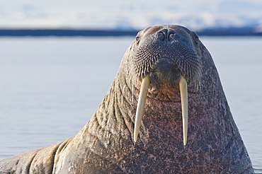 Walrus (Odobenus rosmarus), Rookery, Haul Out, Colony. Longyearbyen, Svalbard, Norway