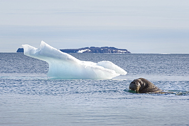 Walrus (Odobenus rosmarus) and ice berg. Longyearbyen, Svalbard, Norway