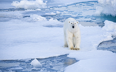 Polar Bear (Ursus maritimus). Longyearbyen, Svalbard, Norway
