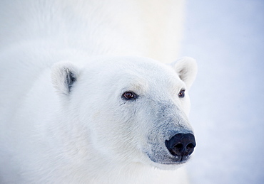 Polar Bear (Ursus maritimus). Longyearbyen, Svalbard, Norway