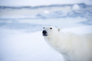 Polar Bear (Ursus maritimus). Longyearbyen, Svalbard, Norway