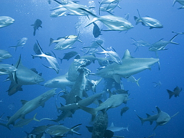 Shark feeding frenzy, shark feed, . Cains, Queensland, Australia