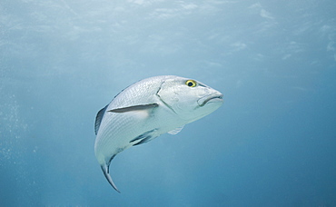 sea perch (Percomorphi). Cains, Queensland, Australia