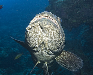 Cod, Potato Cod (Epinephelus tukula). Cains, Queensland, Australia