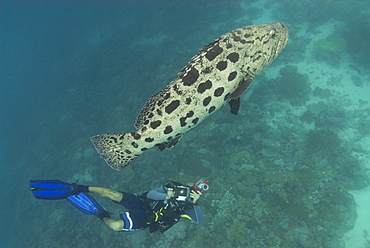 Cod, Potato Cod (Epinephelus tukula). Cains, Queensland, Australia