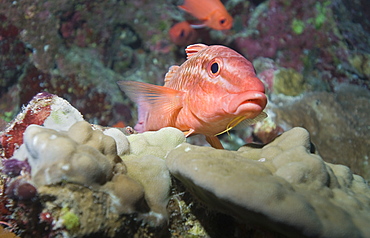 Hog Fish (L. maximus). Cains, Queensland, Australia