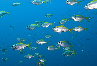 Fish species (currently unidentified)South West Rocks, NSW, Australia