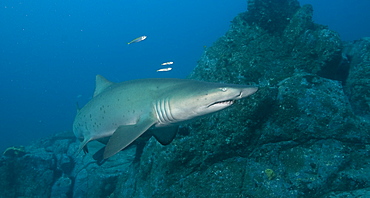 Grey Nurse Shark (Ginglymostoma cirratum). South West Rocks, NSW, Australia