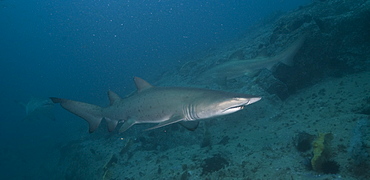 Grey Nurse Shark (Ginglymostoma cirratum). South West Rocks, NSW, Australia